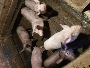 Vand purcei 12 saptamani