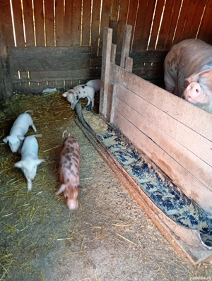 vand scroafa cu purcei  - imagine 5 vand scroafa cu purcei  - imagine 5