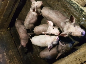 Vand purcei 12 saptamani - imagine 3