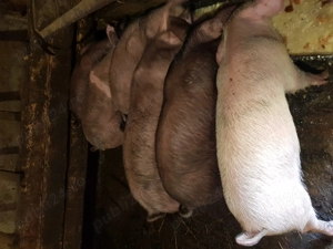 Vand purcei 12 saptamani - imagine 4