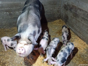 vand scroafa cu purcei