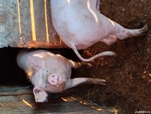 vand doua grasune - imagine 2 vand doua grasune - imagine 2