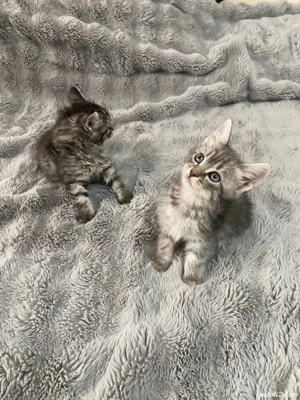 Pui de pisica siberiana