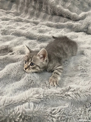 Pui de pisica siberiana - imagine 2 Pui de pisica siberiana - imagine 2