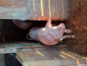 vand doua grasune - imagine 3 vand doua grasune - imagine 3