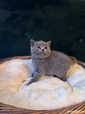 fetita British  - imagine 3