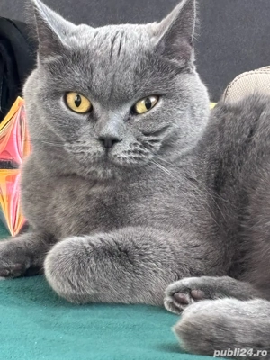 fetita British  - imagine 5