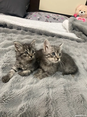 Pui de pisica siberiana - imagine 5 Pui de pisica siberiana - imagine 5