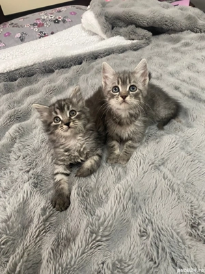 Pui de pisica siberiana - imagine 4 Pui de pisica siberiana - imagine 4