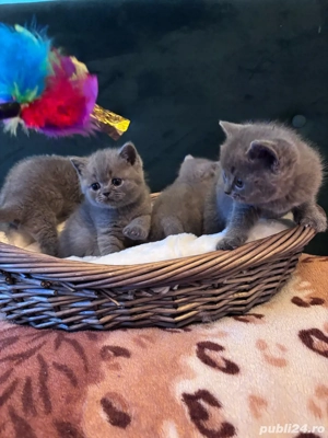 fetita British  - imagine 4