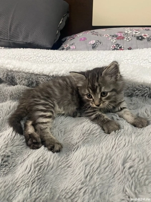 Pui de pisica siberiana - imagine 3 Pui de pisica siberiana - imagine 3