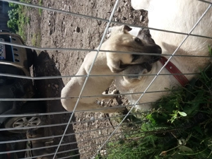 catei kangal 2,5 luni - imagine 3