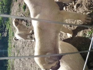 catei kangal 2,5 luni