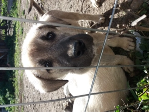 catei kangal 2,5 luni - imagine 2