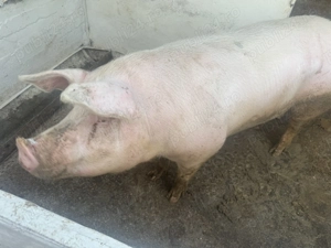 Vand porci - imagine 5