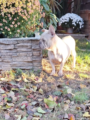 Bulldog francez femela