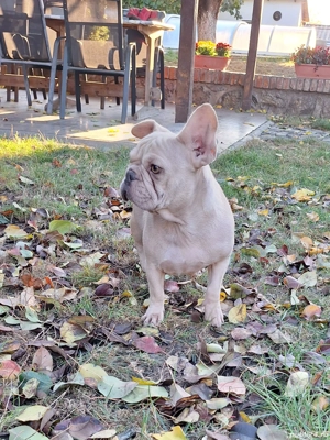 Bulldog francez femela - imagine 2