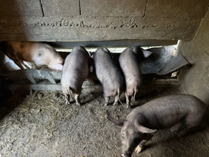 Purcei de vânzare.  - imagine 2 Purcei de vânzare.  - imagine 2