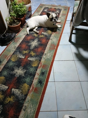 Mascul Bulldog francez 