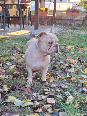 Bulldog francez femela - imagine 3