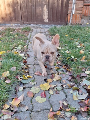 Bulldog francez femela - imagine 4