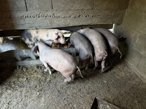 Purcei de vânzare.  - imagine 4 Purcei de vânzare.  - imagine 4