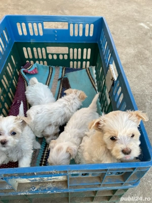 vant bichon maltez  - imagine 2