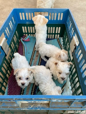 vant bichon maltez  - imagine 3
