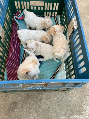 vant bichon maltez  - imagine 5