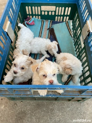 vant bichon maltez  - imagine 4