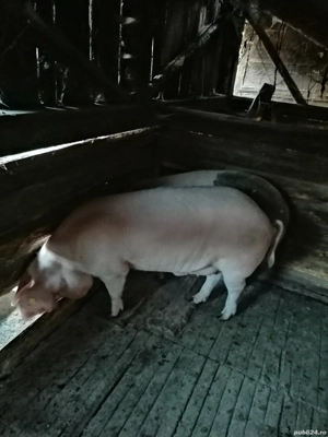 Porc de vînzare - imagine 3
