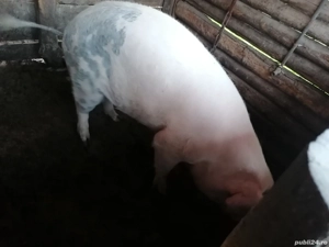 Porc de vînzare