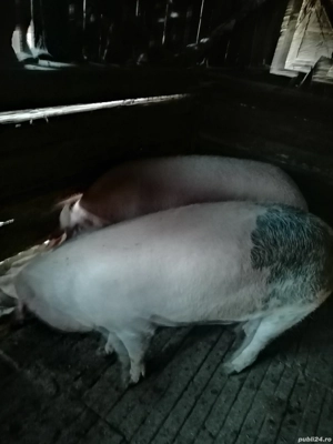 Porc de vînzare - imagine 2