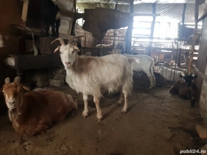 capre de vanzare - imagine 3 capre de vanzare - imagine 3