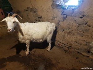 capre de vanzare - imagine 5 capre de vanzare - imagine 5