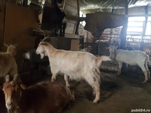 capre de vanzare - imagine 2 capre de vanzare - imagine 2