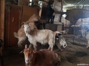 capre de vanzare - imagine 4 capre de vanzare - imagine 4