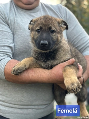 Ciobanesc german linie de lucru