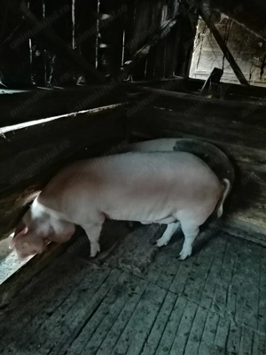 Porc de vînzare - imagine 3