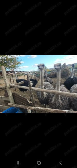 Struti de vanzare - imagine 2