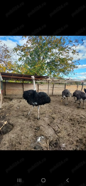 Struti de vanzare - imagine 4