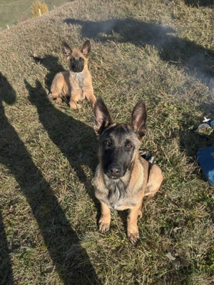 Ciobanesc Belgian Malinois