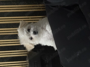 Bishon maltez rasă pură  - imagine 2 Bishon maltez rasă pură  - imagine 2