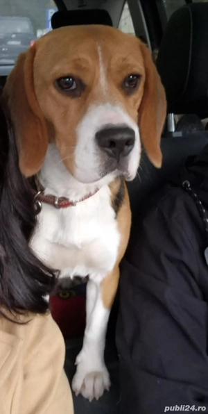 Anunț de vânzare   Cățelușă Beagle, 10 luni   