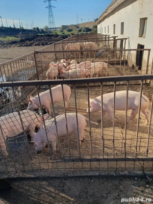 Vand porci - imagine 4 Vand porci - imagine 4