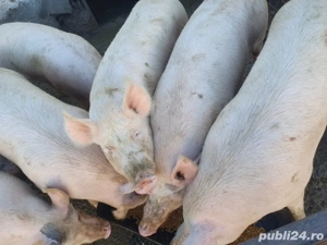 Vand porci - imagine 2 Vand porci - imagine 2