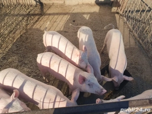 Vand porci - imagine 3 Vand porci - imagine 3