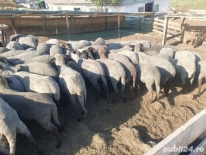 Vand berbecuti si iezi - imagine 2 Vand berbecuti si iezi - imagine 2