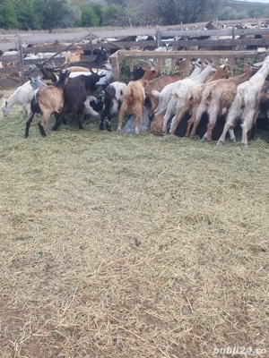 Vand berbecuti si iezi - imagine 4 Vand berbecuti si iezi - imagine 4