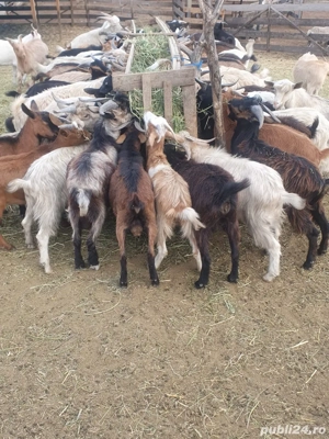 Vand berbecuti si iezi - imagine 3 Vand berbecuti si iezi - imagine 3